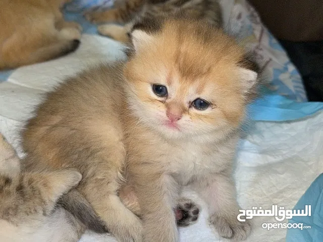 قطط قولدن بيور ny12