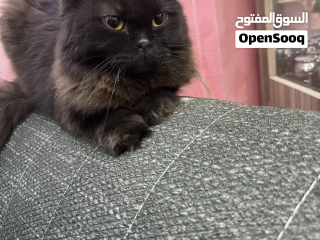 قط لطيف واليف سكوتش بجنن