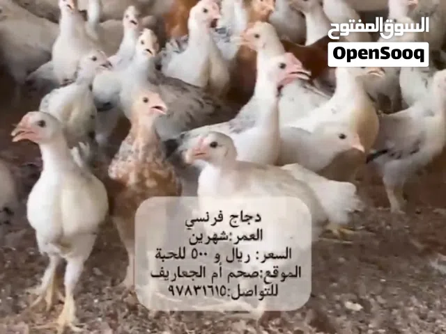 دجاج فرنسي اعمار مختلفة