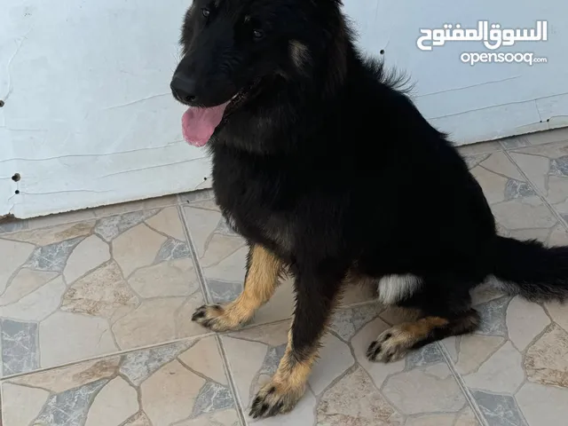 للبيع جيرمن بلاك العمر سنه