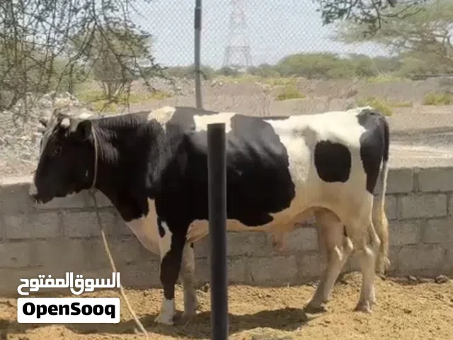 ثور  للبيع