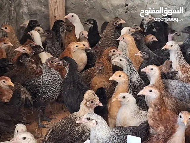 كتكوت عربي ماشاء الله بيع اقل كميه 100 طرف