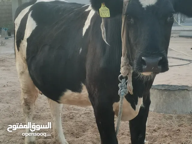 بقرة اول ميلاد ربي يبارك