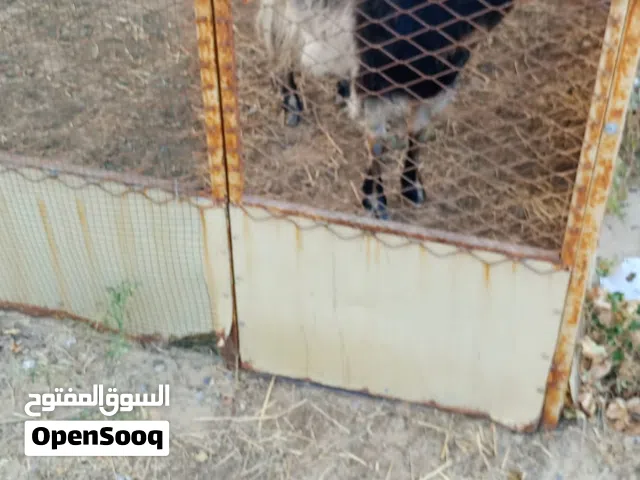 عنز محلي للبيع