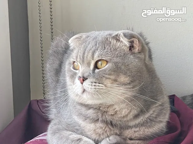 Scottish Fold Cat