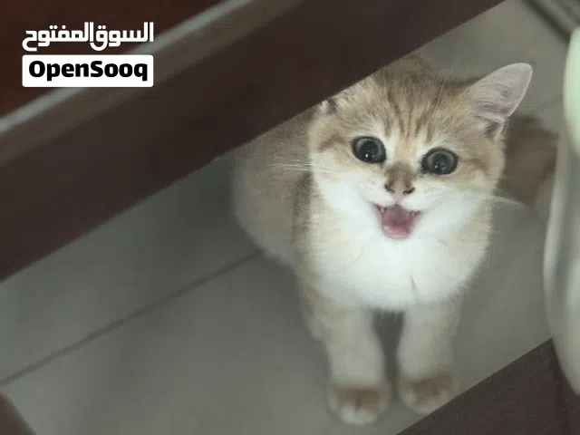 British Shorthair cat