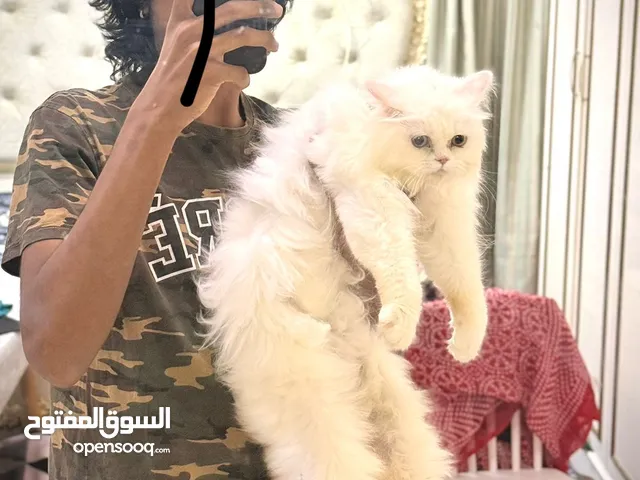 Vaccinated, microchipped, pure Persian breed, 8 months old in fluffy coat.