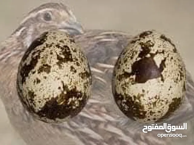 بيض فري سوبر جامبو