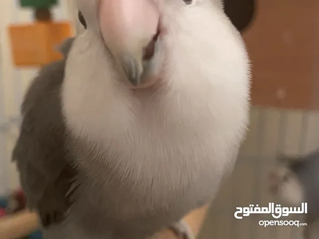 ثنين لاف بيرد اليفين