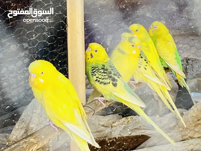 طيور حب للبيع