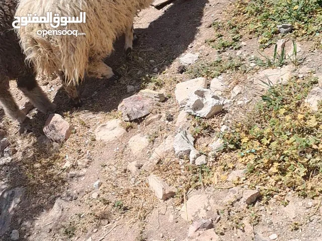 عبور بلدي اسنان اللبن عمرها 8اشهر وشوي الوزن قائم تقريبا بين 45 لا 55 كيلو صحتها بأفضل الله تمام