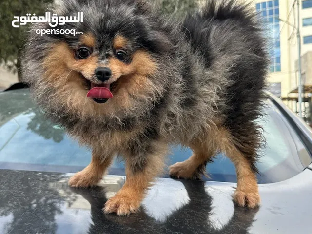 بوميرينيان و شيتزو بيور For Sale