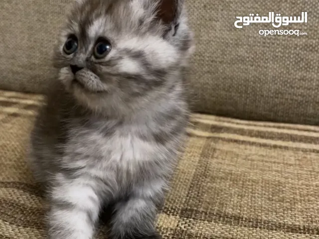 قطط مكس سكوتش وماربل عمرهم شهرين
