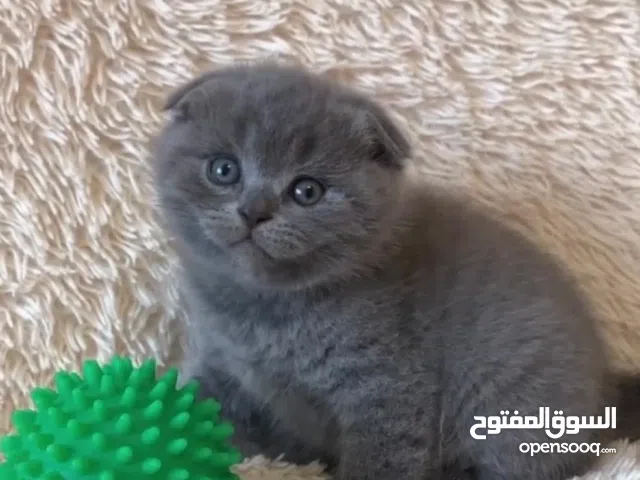 Scottish fold shorthair