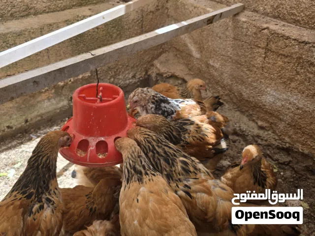 فراخ براهمه بف اعلى مستوى البيع كوم