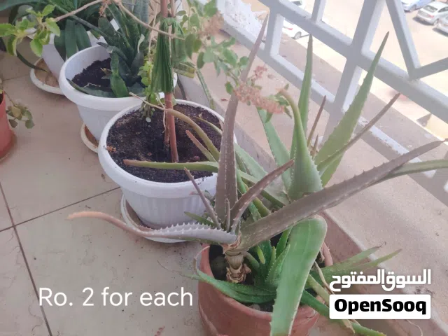 Outdoors plants