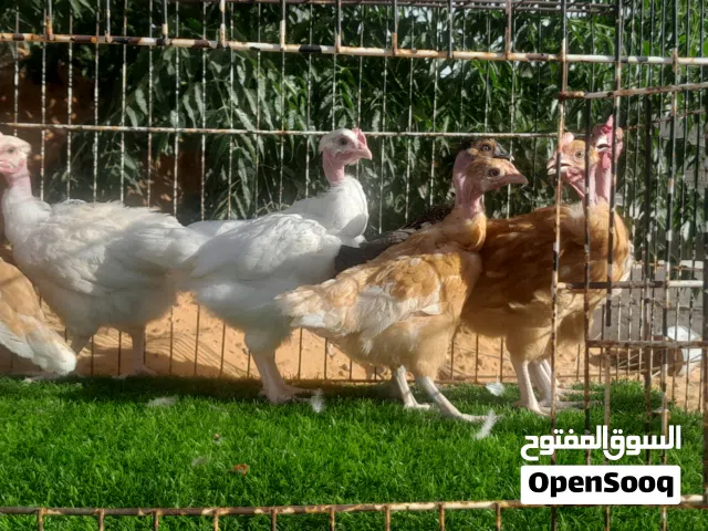انتاج عربي املط