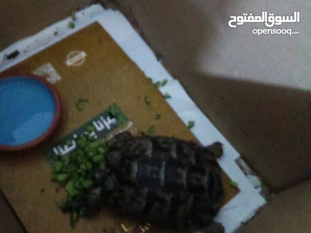 سلحفاه من نوع غالي نادر صحراويه