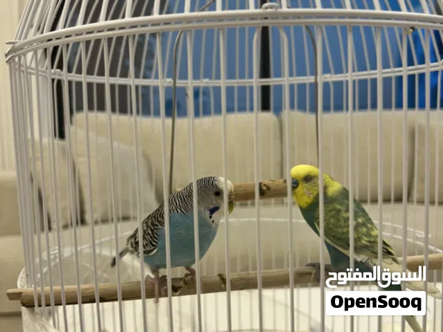 بيع عصافير الحب