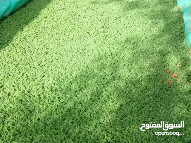 بسم الله توكلنا على الله متوفر أزولا النوع نيولوتيكا الغنية عن التعريف علف بديل للطيور