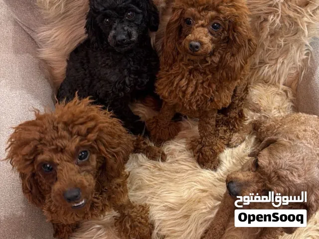 بودل poodle