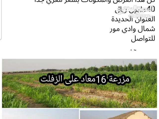 مزرعه في الحديده مزرعه في الحديده 16 معاد واجهتها 50 متر عل الزفلت. فيها 500 شجره مانجو تيمور عمره س