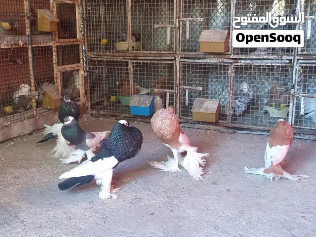 للبيع أزواج نفاخ مسوبع 2.25