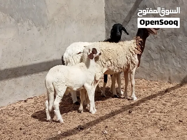 السلام عليكم زوز بركوسات والدات تحتهم خروف خروف ضنوتهم ربي ايبارك وحده مش امبدله او وحده كيف بدلت
