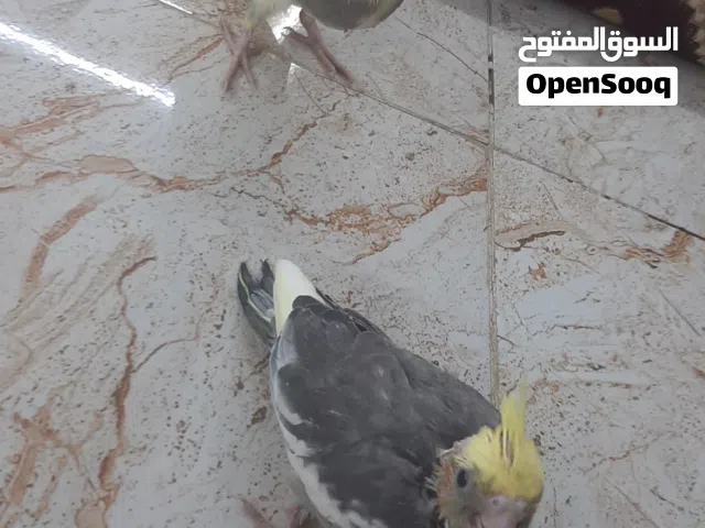 سلام عليكم كوكتيل واحد زق ثاني توه يلكط الاكل جاي ينفطم