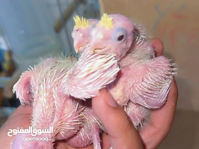 فراخ كوكتيل لاتينو عين حمراء