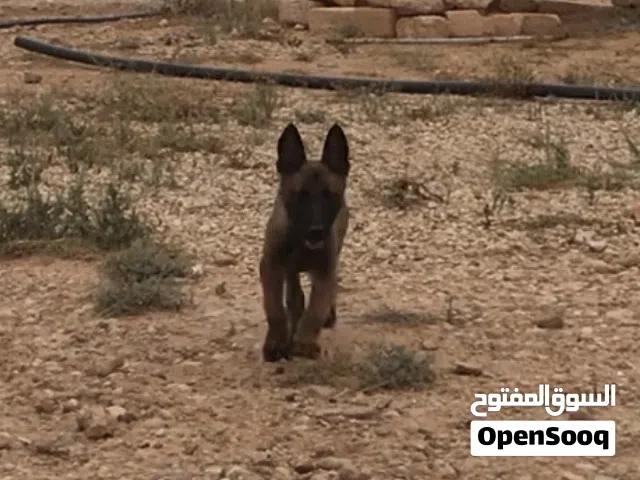 ذكر مالينو بلجيكي من ام وام دم اصلي