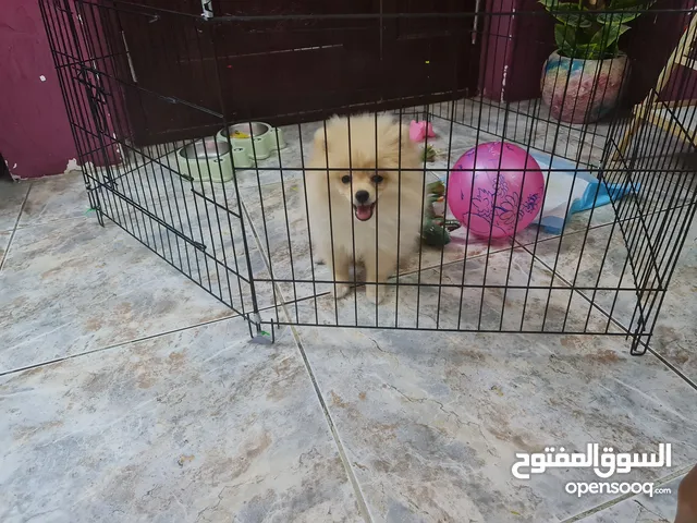 انثى مني بو للبيع