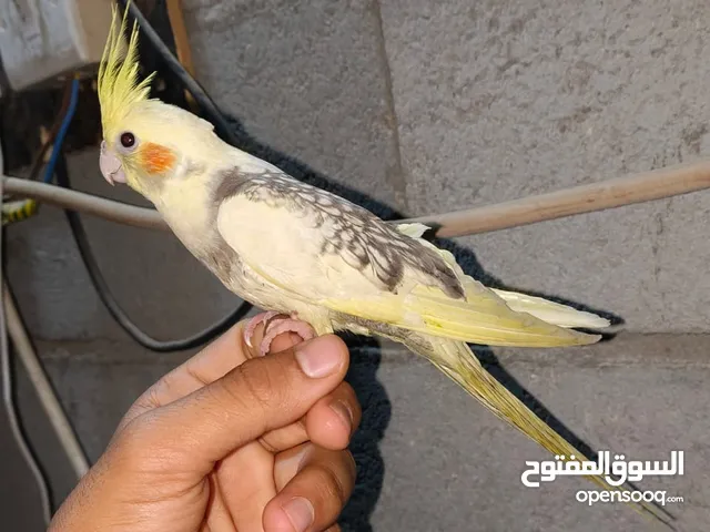 كوكتيل اليفه عمرها 3اشهر سعرها60وبيه مجال حك جيه