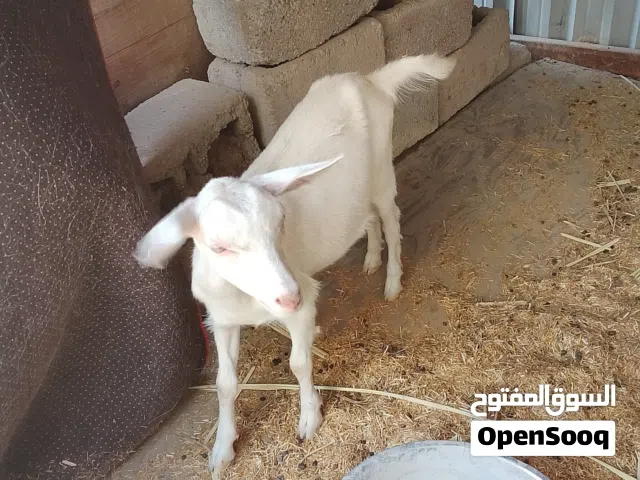 ماعز سانين