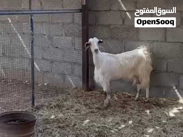 شاه حلال الجواميد