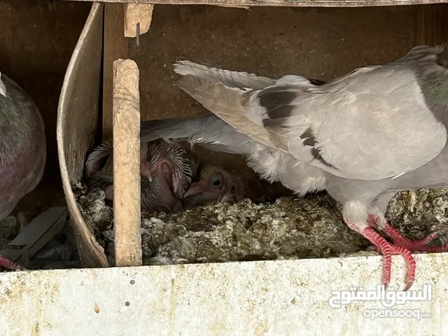 حمام لاحم سلفر