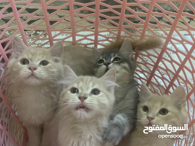 8 قطط للبيع كلش حلوات كلهن ب 100 كلهن
