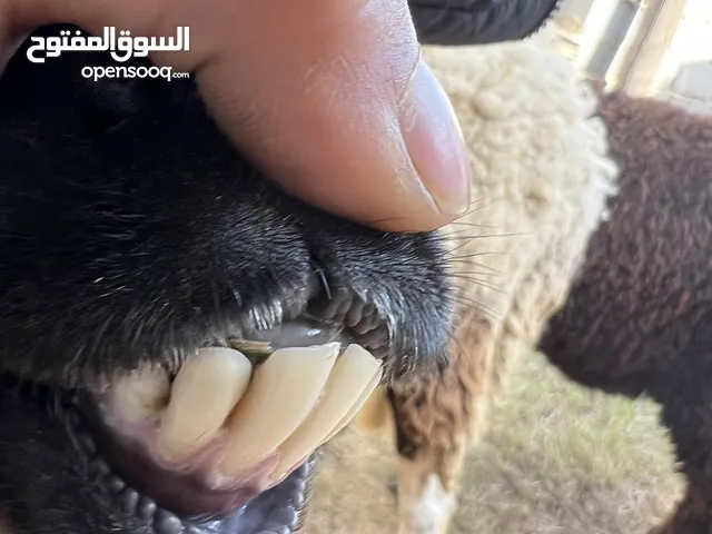 نعجة تحتها حولية البيع