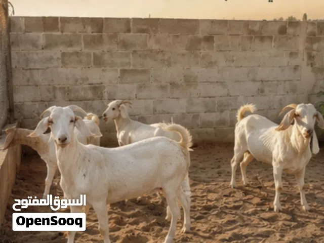 للبيع سوري تهجين بورقت لحم ممتاز