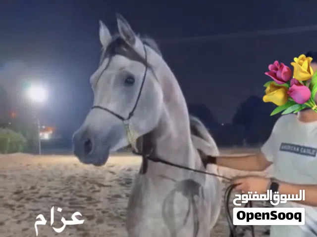 حصان عربي  اصيل2022