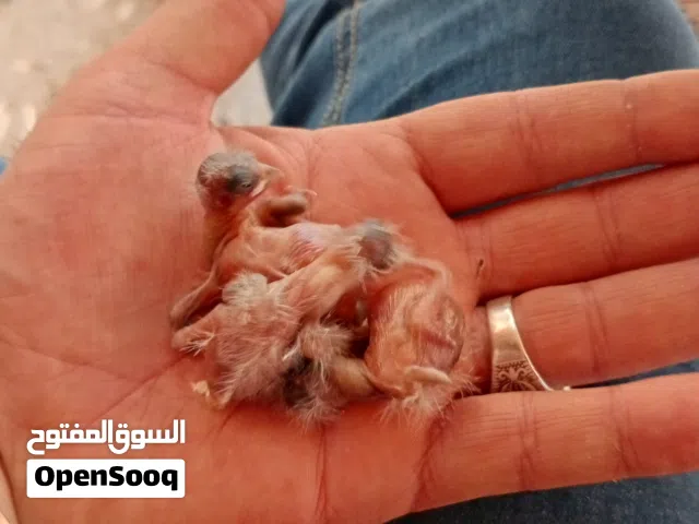 جوزين كنار تحتهم فراخ