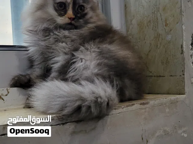 قطط لي بيع الموقع تعز يوجود خدمات توصل