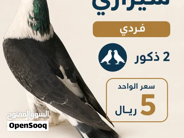 حمام شيرازي العدد 2