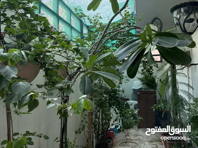 شجرة فتنه ( الياسمين الهندي ) للبيع