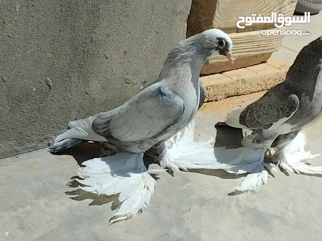 6 طروف هزاز ربي يبارك