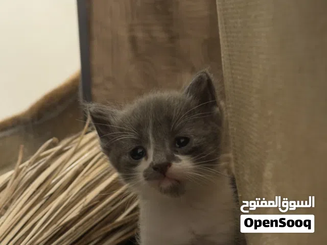 قطط للبيع مكس شيرازي و برتش