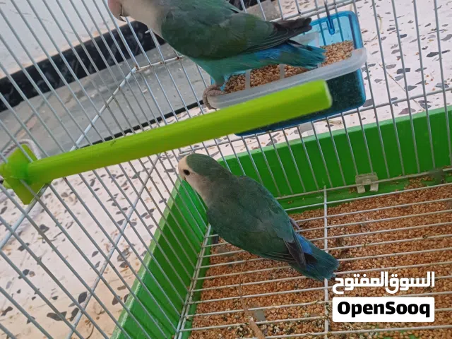 كوبيه بركديلو
