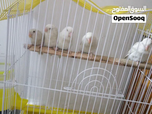 للبيع غندور البينو عيون حمر العدد 5 هنه والقفص السعر100 السكن سوك صليخ