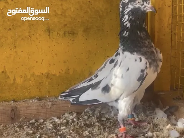 زوج تيديات مستوى طيب
