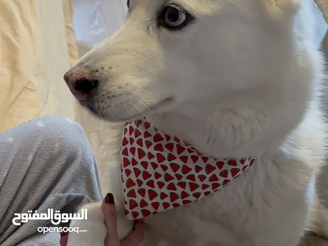 Husky köpeği